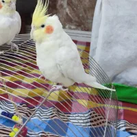 عروس هلندی