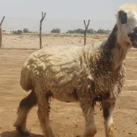 فروش برندیل درجه یک