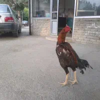 خروس لاری