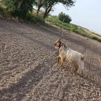 بزغاله نربزی