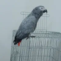 کاسکو دم قرمز