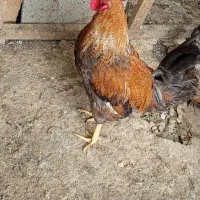 خروس|حیوانات مزرعه|شیراز, کوشک بیدک|دیوار