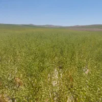 فروش یک تن کاملینا امسال