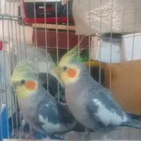 عروس هلندی مولد چهار عدد با قفس