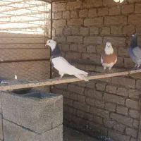کفتر
