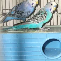 یک جفت مرغ عشق مولد با قفس کامل