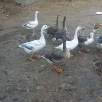 فروش غاز