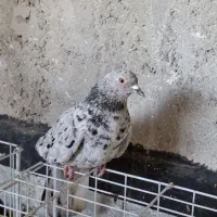 کفتر سرور ماده عروسک