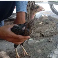 جوجه لاری اصیل