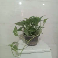 گل پتوس تزیینی