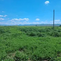 یونجه