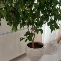 درختچه