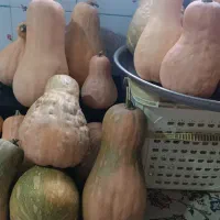 کدو حلوایی شیرین