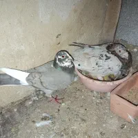 کفتر|پرنده|زاویه, |دیوار