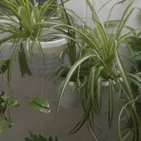 انواع گلهای آپارتمانی  شاداب و زیبا