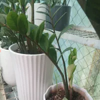 گل وگیاه