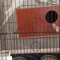 یک جفت عروس هلندی مولد با تخم و جوجه