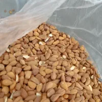 علف ومغز بادام کوهی