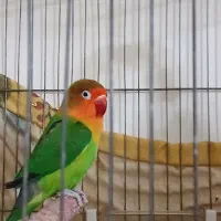برزیلی نر آماده