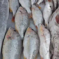 سرخو محلی تک پرسی رستورانی ۴ قسطه بخر