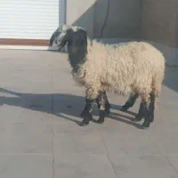 بره ماده