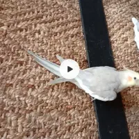 عروس هلندی گمشده