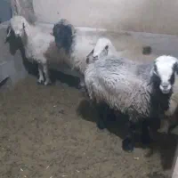 میش بختیاری