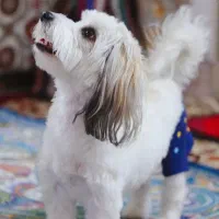 واگذاری سگ