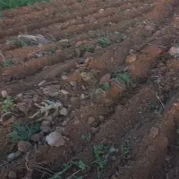 اجاره ۶ هکتار زمین کشاورزی