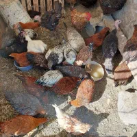 خروس ومرغ محلی  جوان