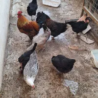 مرغ و خروس محلی