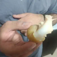 فروش فوری حلزون