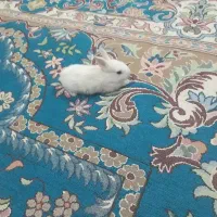 خرگوش|موش و خرگوش|زابل, |دیوار