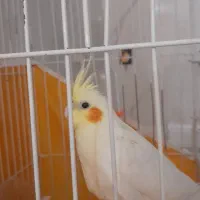 عروس هلندی ۵ ماهه ماده ۹۰۰