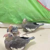 جوجه عروس هلندی۶۵۰
