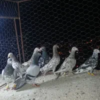 کفتر
