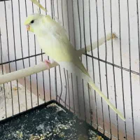 مرغ عشق پروانه ای اسپانگل