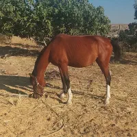مادیان کورد