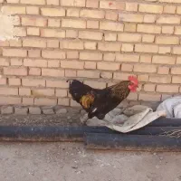 خروس