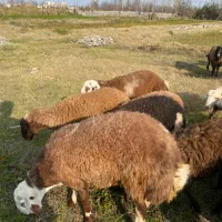 فروش بره گوسفند نر ۱۳ راس