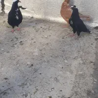 یک جفت قره عرب بالا و لومو
