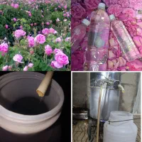گلاب ناب خالص و دواتیشه