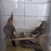 جوجه عروس هلندی سیاه مون