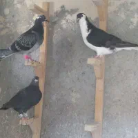 تعداد ۱۱ عدد کبوتر