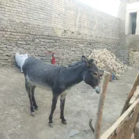الاغ