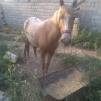 اسب باری