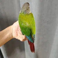 طوطی گرینچیک