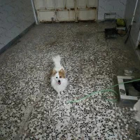 سگ پامر