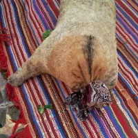 خیگ محلی|عمدهفروشی|دهدشت, |دیوار