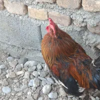 خروس